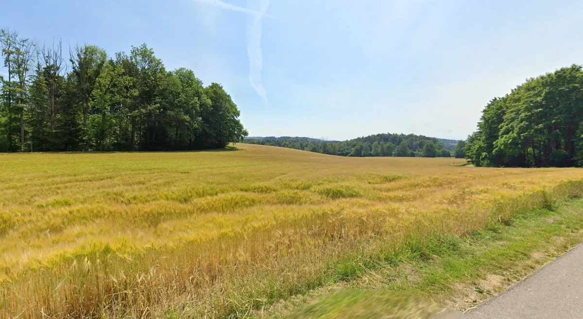 Ein weites Kornfeld zwischen Wäldern. 